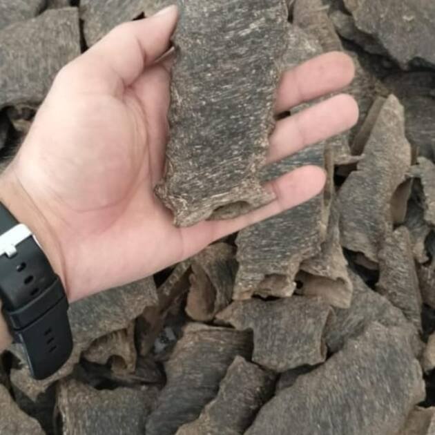 Malabari- Inoculated